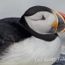 puffin_atlantic_msi_h_1377_can0998.jpg